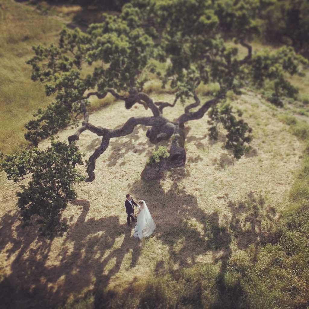 Holman Ranch Oak Tree